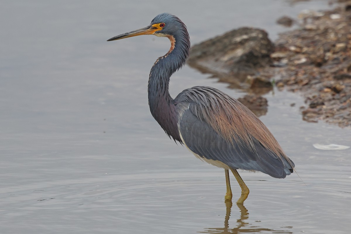 Tricolored Heron - ML615337051