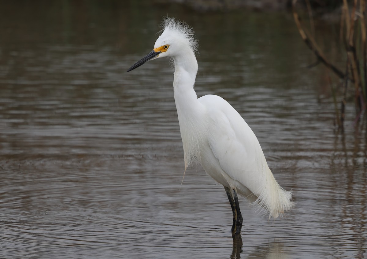 Snowy Egret - ML615337054