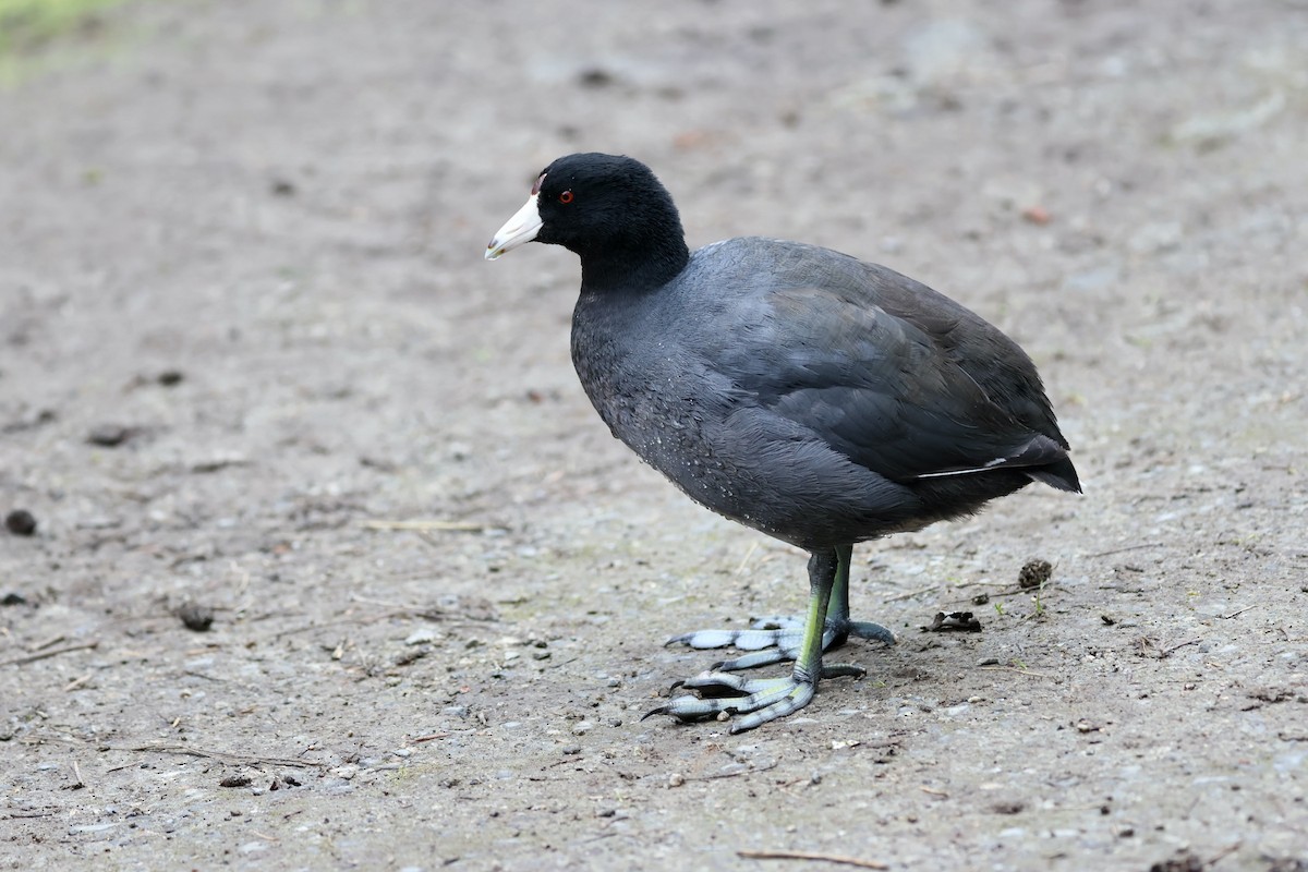 American Coot - ML615337103