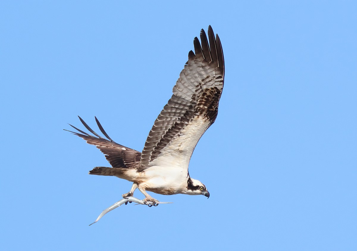 Osprey - ML615337118