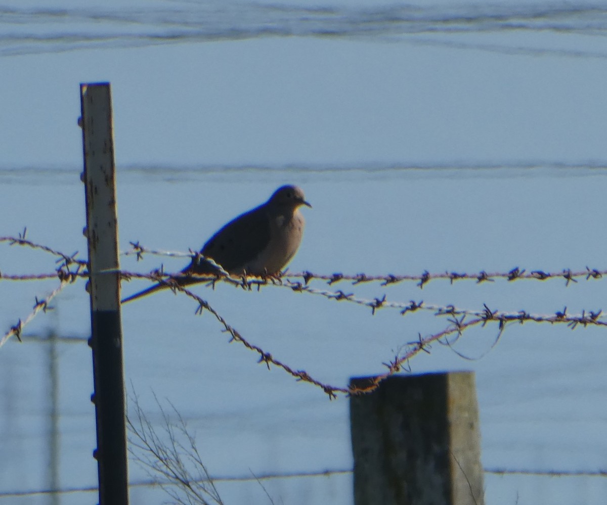 Mourning Dove - ML615337124