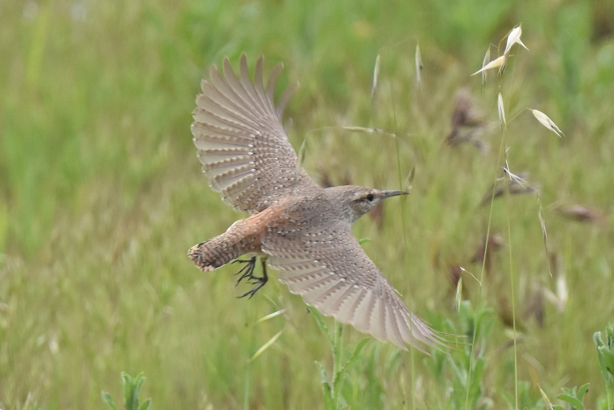 Rock Wren - ML615337181