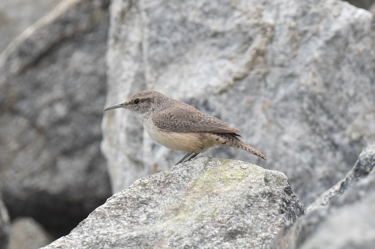 Rock Wren - ML615337182