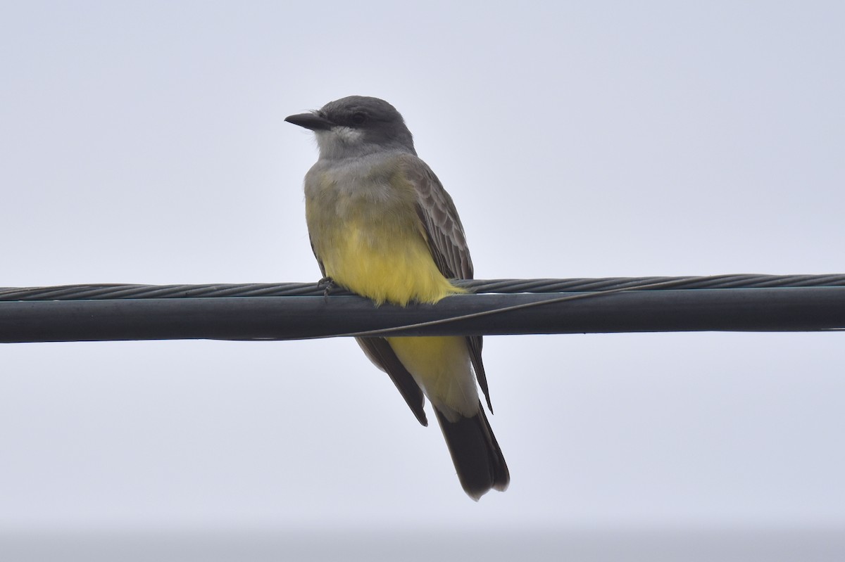 Cassin's Kingbird - ML615337186