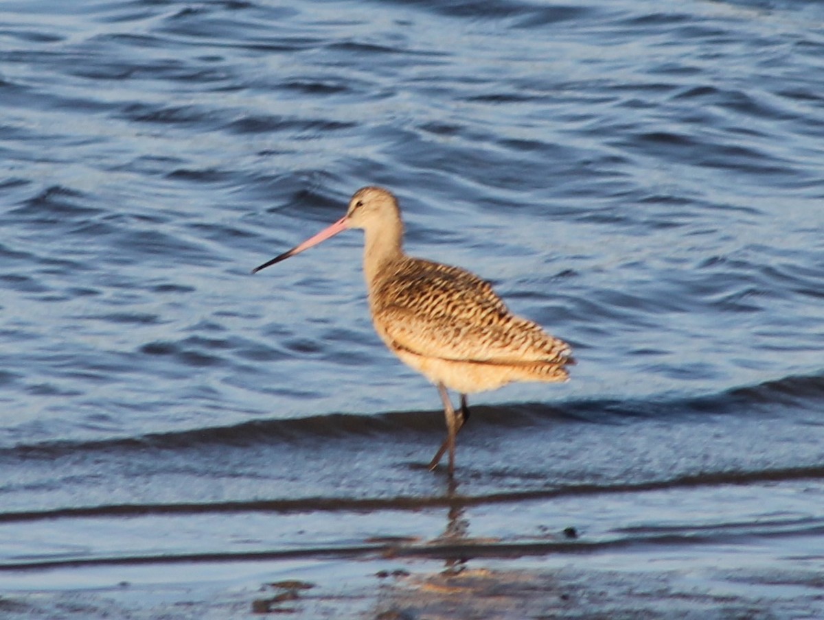 Marbled Godwit - Brian Kinney