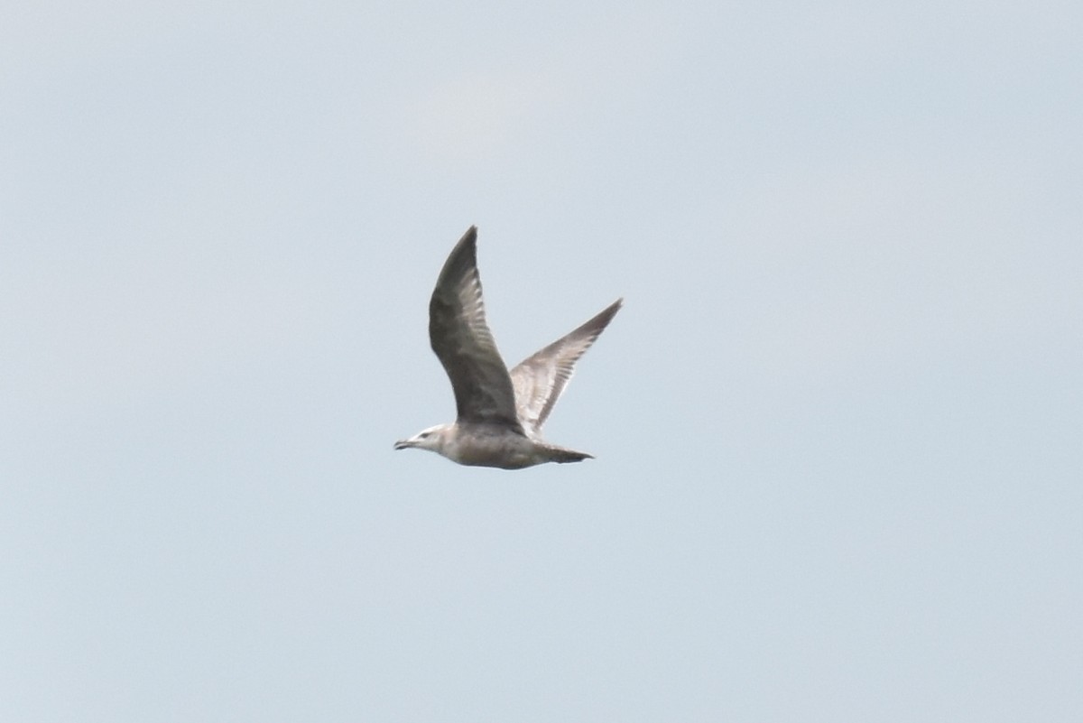 American Herring Gull - ML615337194