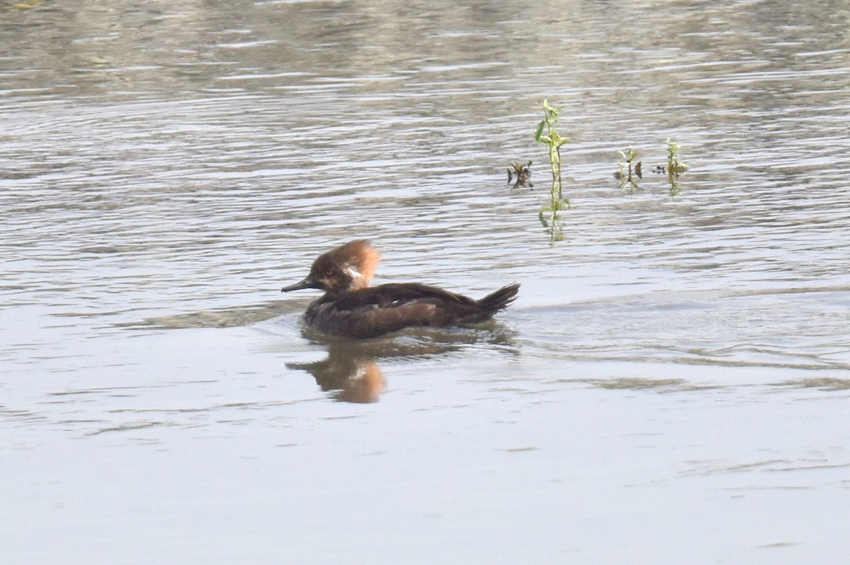 Hooded Merganser - ML615337202