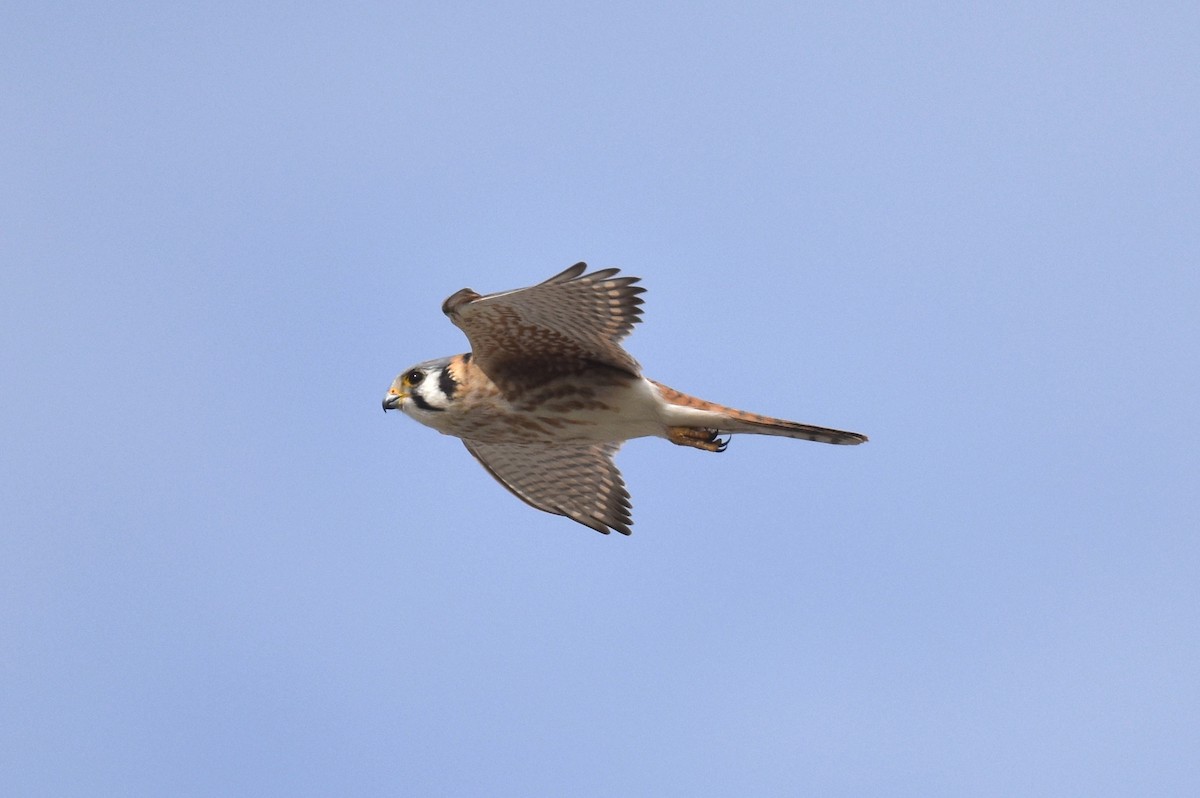 American Kestrel - ML615337206