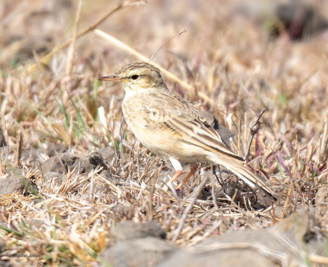 Tawny Pipit - Jagdish Jatiya