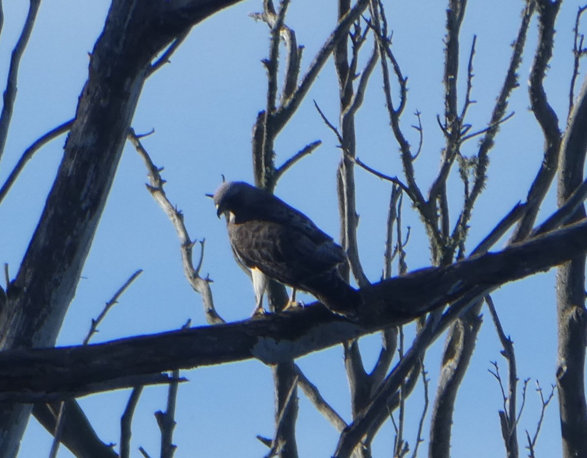 Red-tailed Hawk - ML615337259