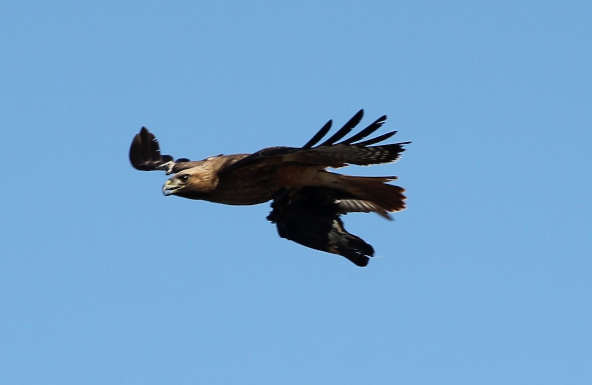 Red-tailed Hawk - ML615337260