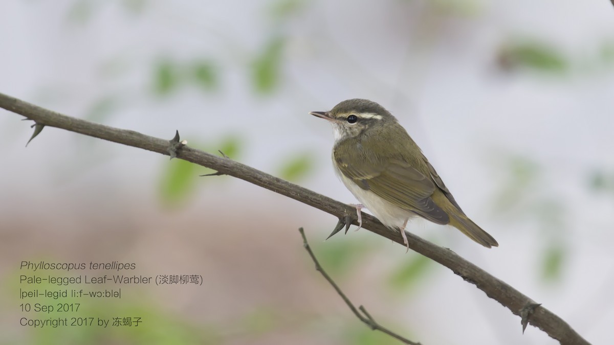 Pale-legged Leaf Warbler - Xuelei Jiang