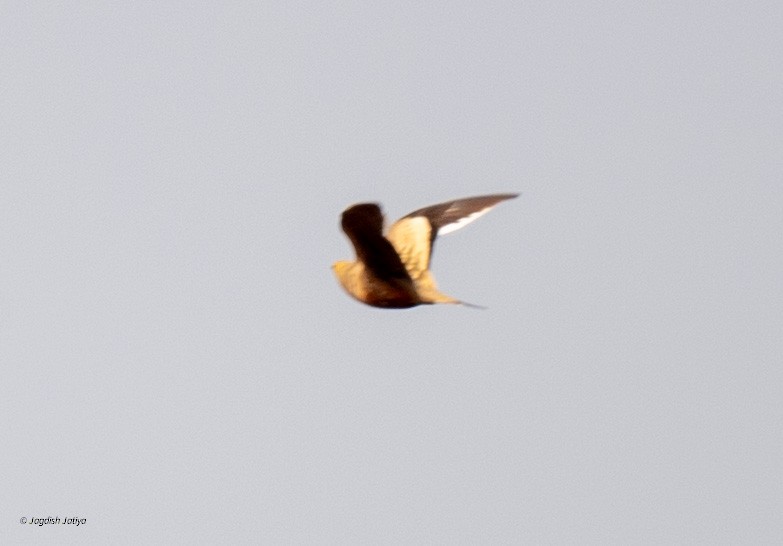 Chestnut-bellied Sandgrouse - Jagdish Jatiya