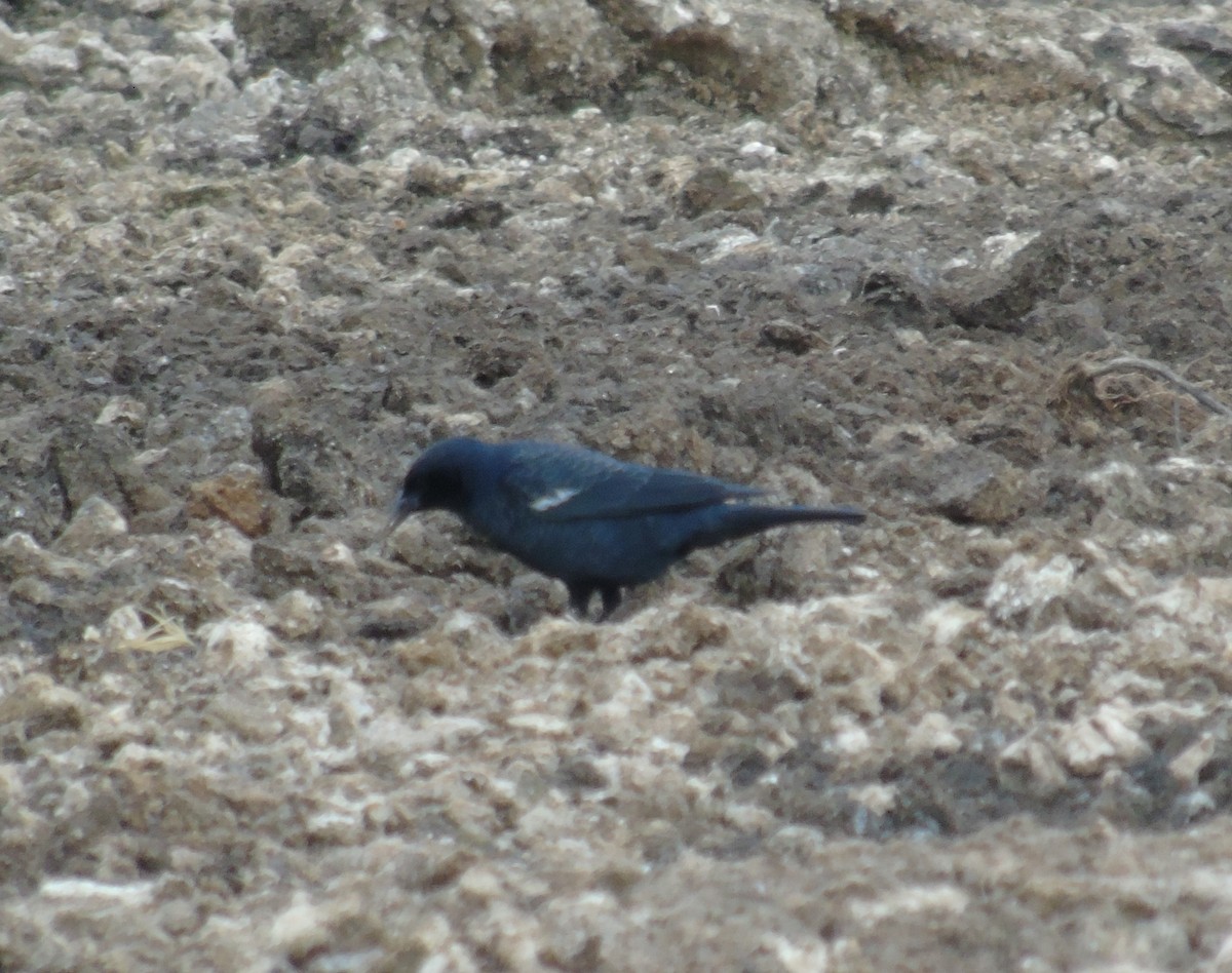 Tricolored Blackbird - Mike & MerryLynn  Denny