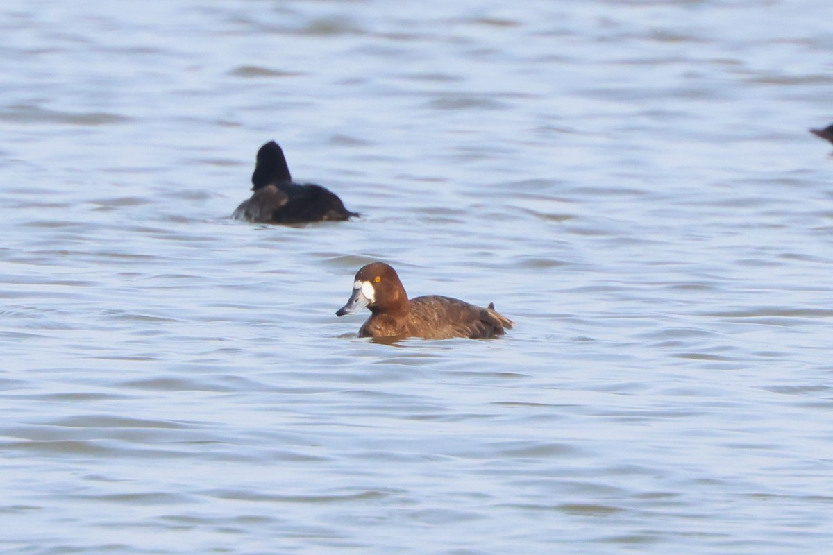 Greater Scaup - ML615337414