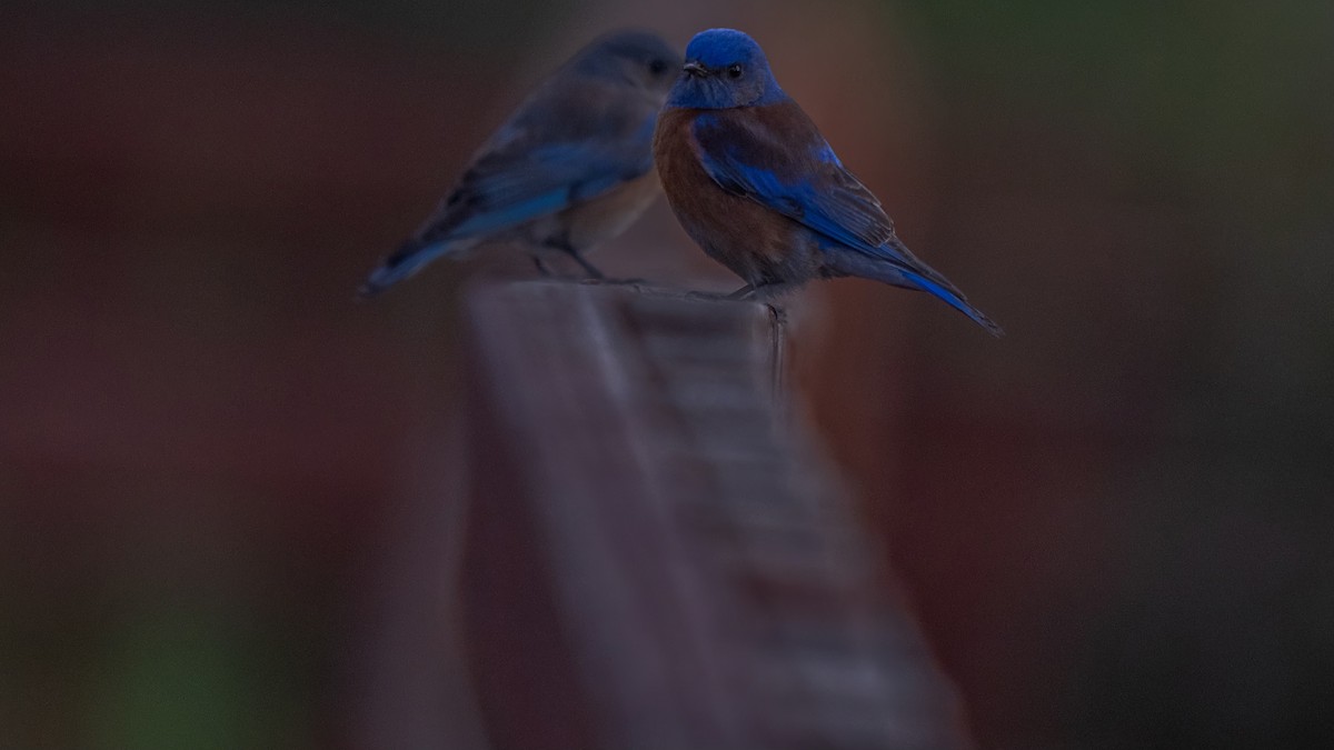 Western Bluebird - ML615337444