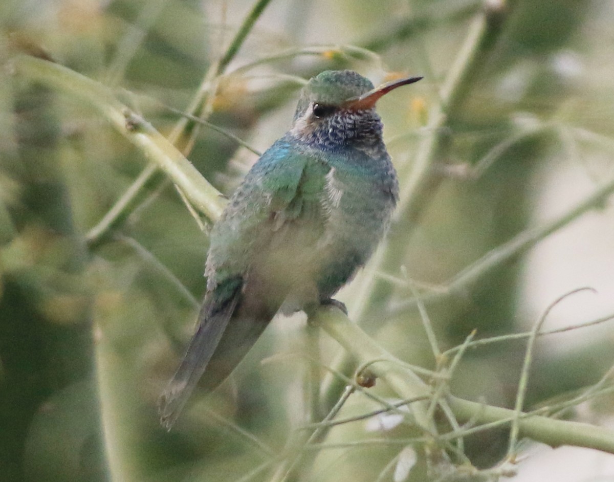 Broad-billed Hummingbird - Lance Benner