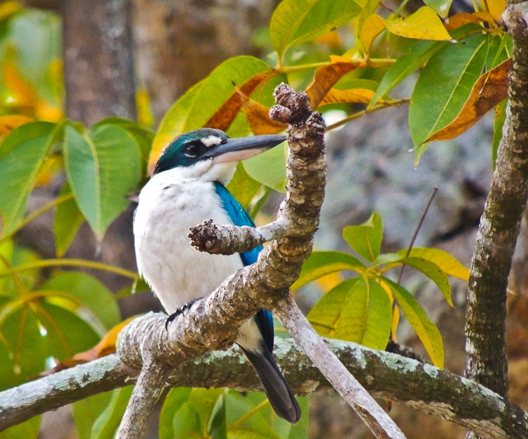 Collared Kingfisher - Arden Anderson