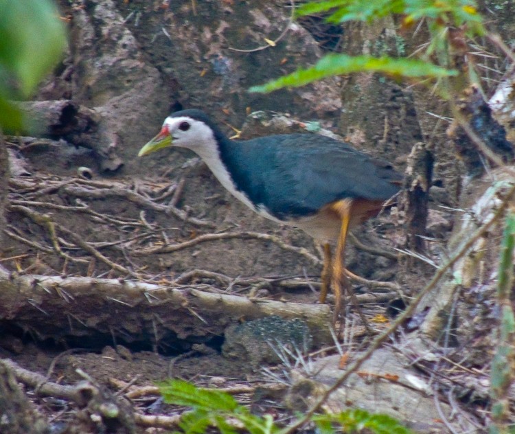 White-breasted Waterhen - ML615337636