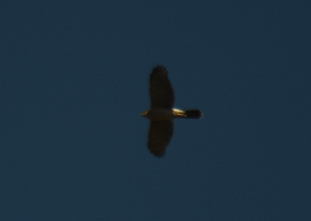Cooper's Hawk - Leonardo Guzmán (Kingfisher Birdwatching Nuevo León)