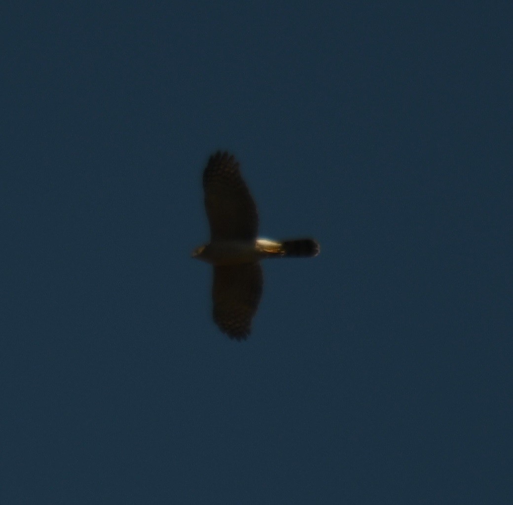 Cooper's Hawk - Leonardo Guzmán (Kingfisher Birdwatching Nuevo León)
