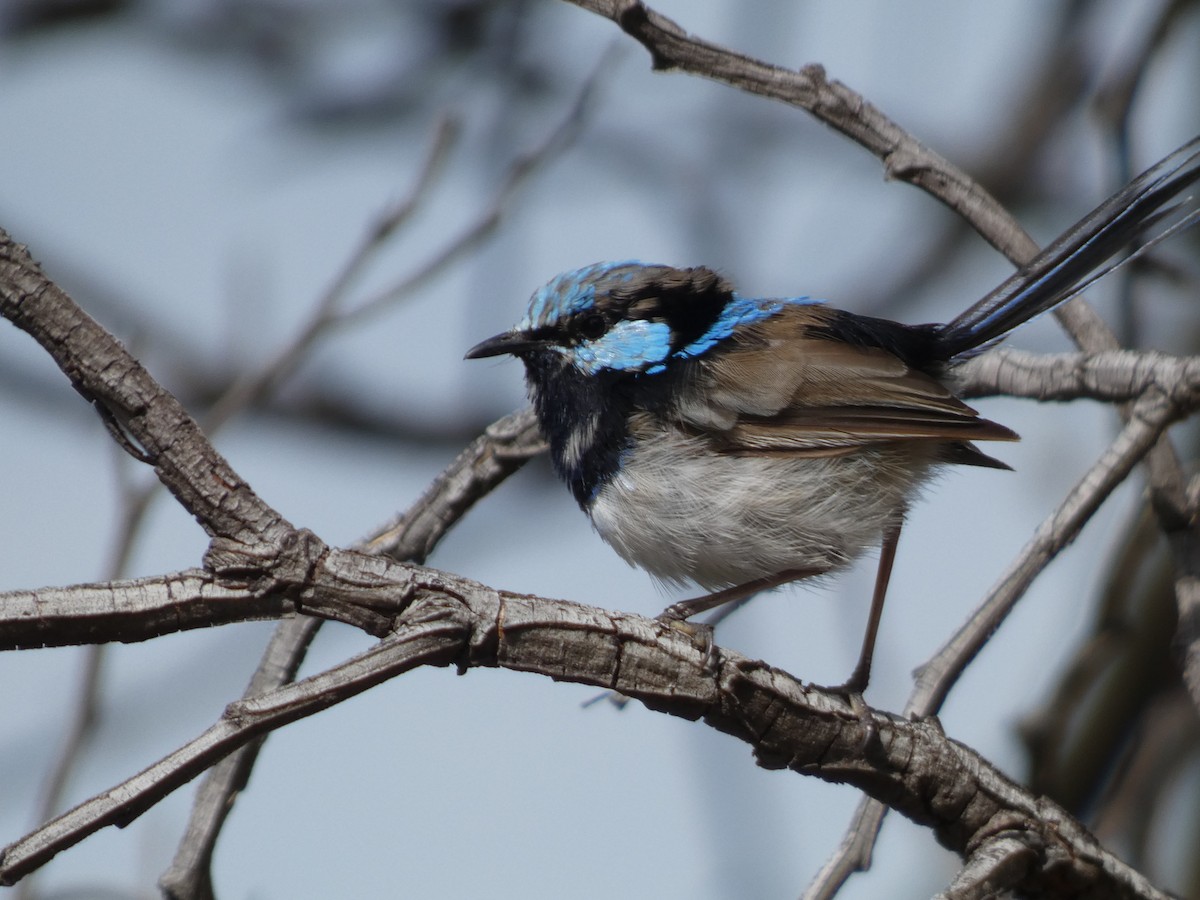 Superb Fairywren - ML615337725