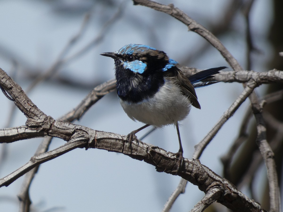 Superb Fairywren - ML615337727