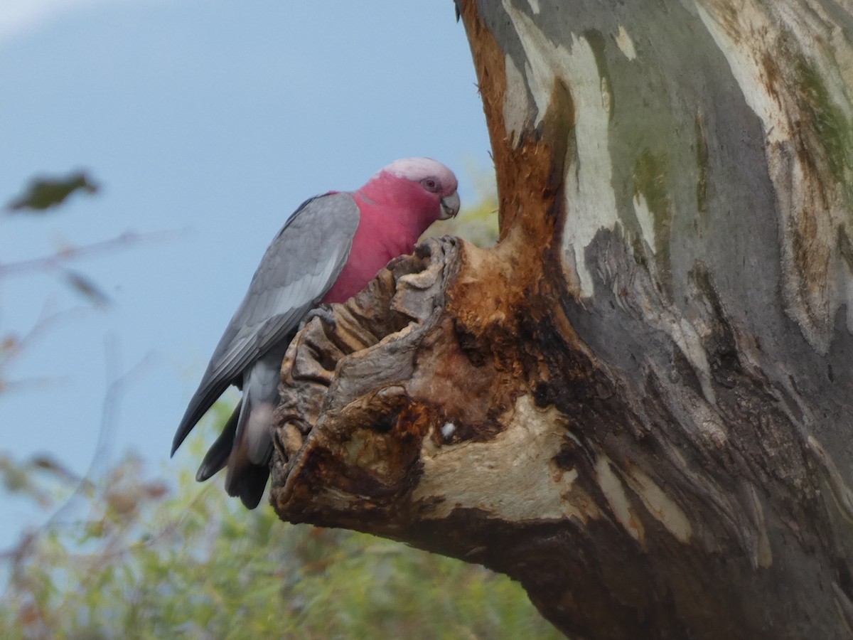 Cacatúa Galah - ML615337737