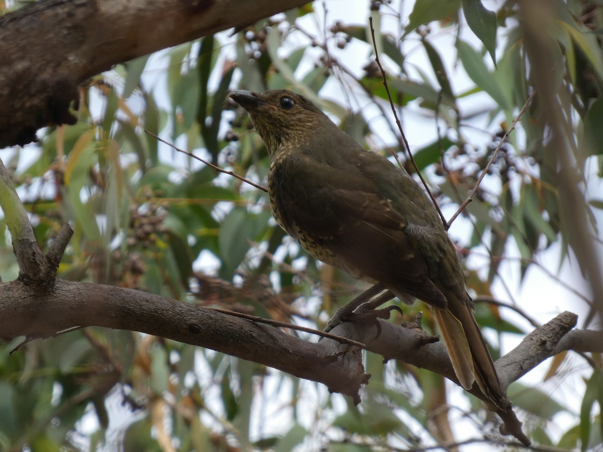 Satin Bowerbird - ML615337754