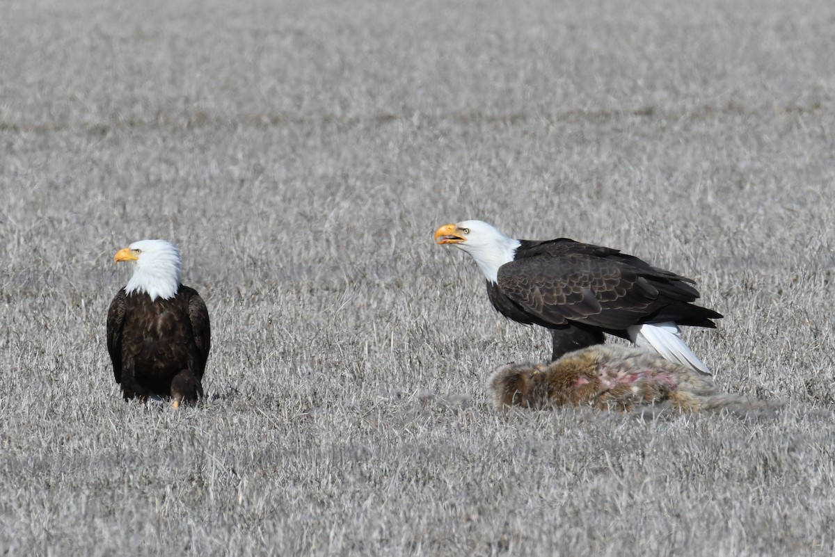 Bald Eagle - Colin Dillingham