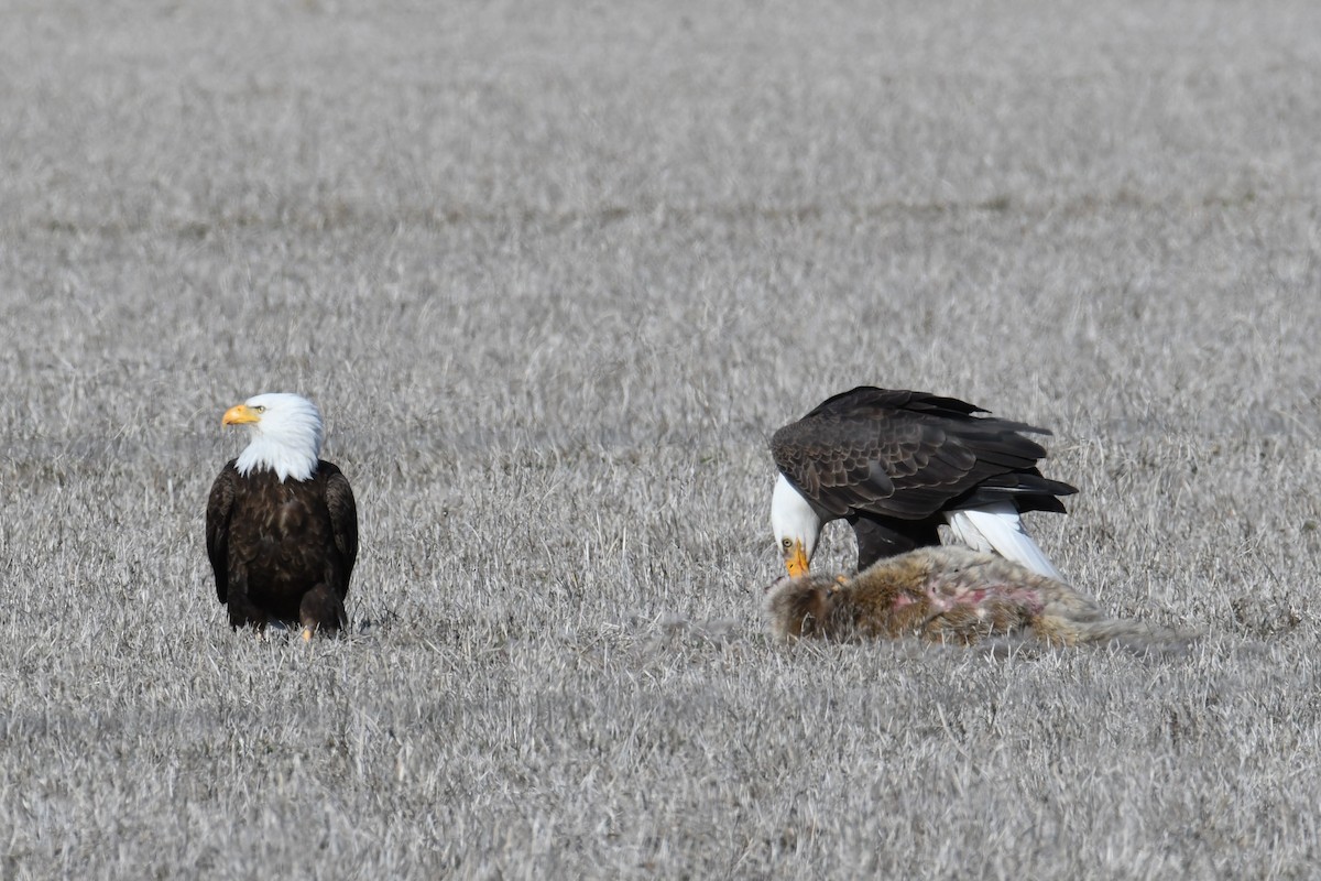 Weißkopf-Seeadler - ML615337766