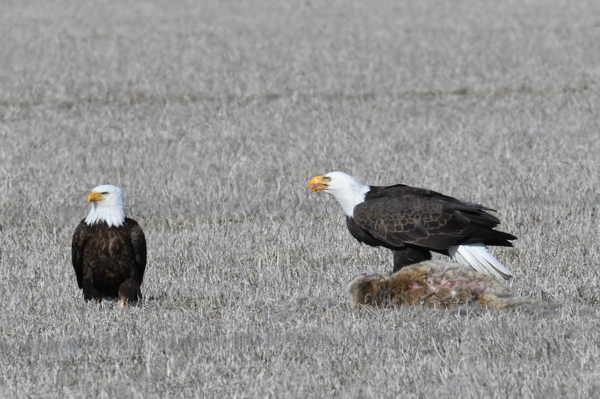 Weißkopf-Seeadler - ML615337767