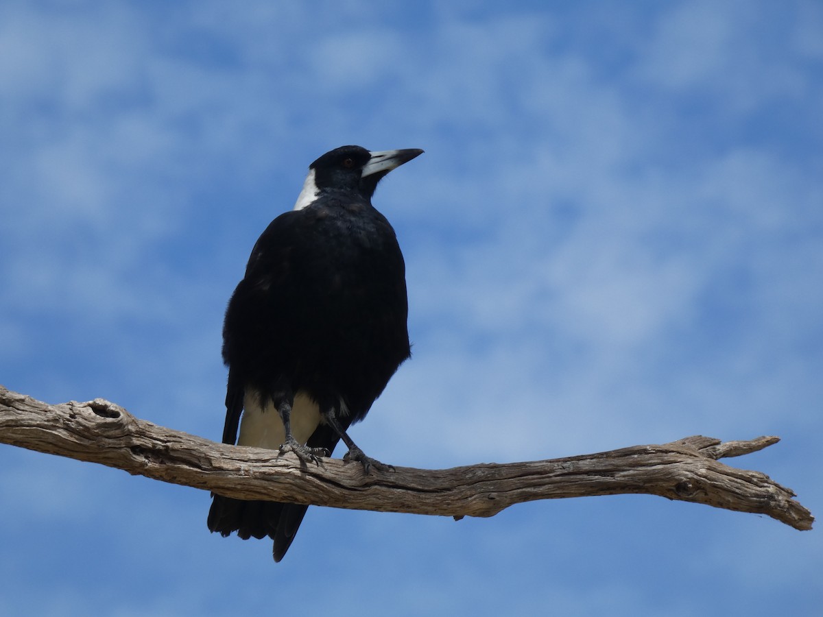 Australian Magpie - ML615337783