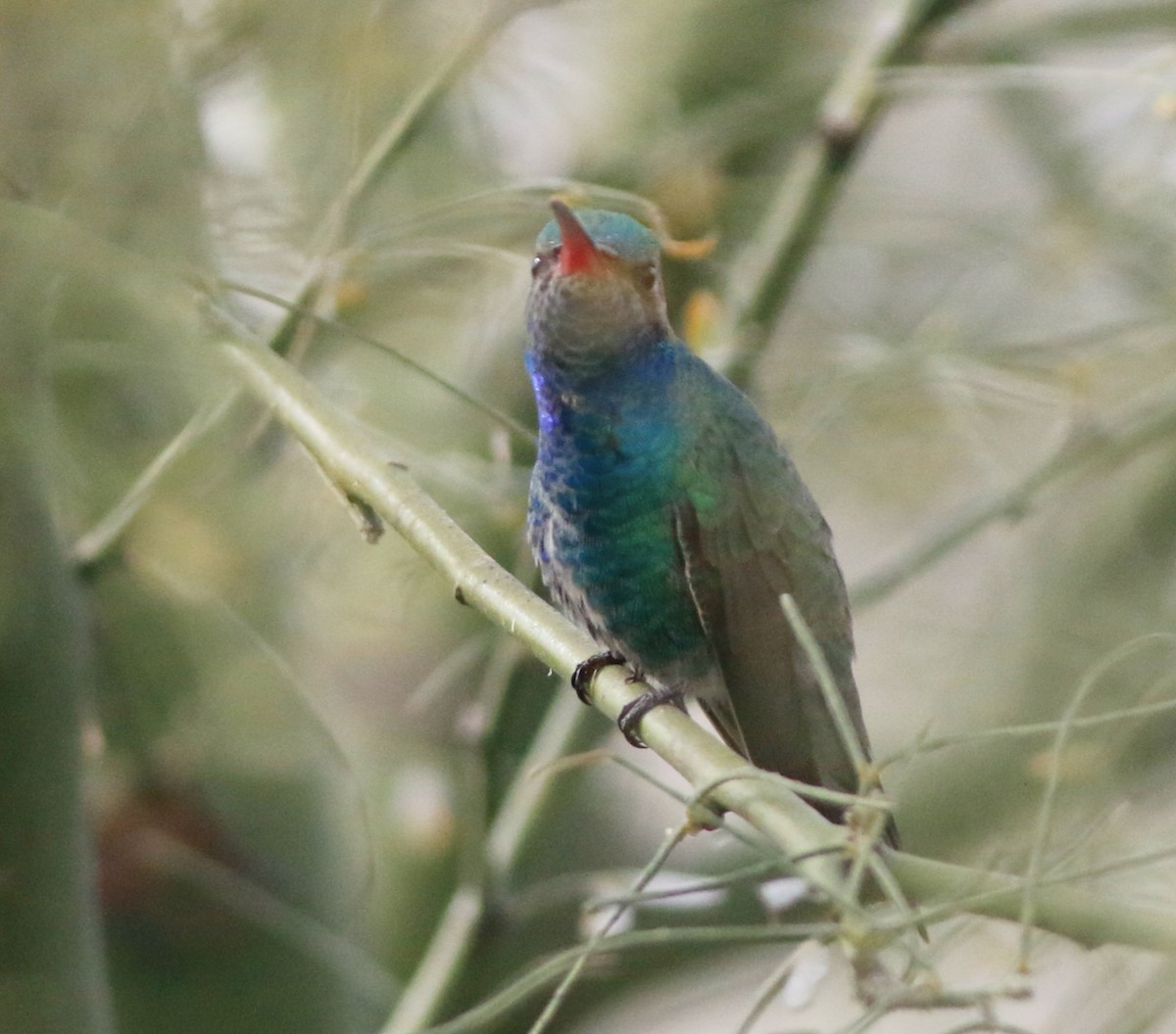kolibřík širokozobý - ML615337784