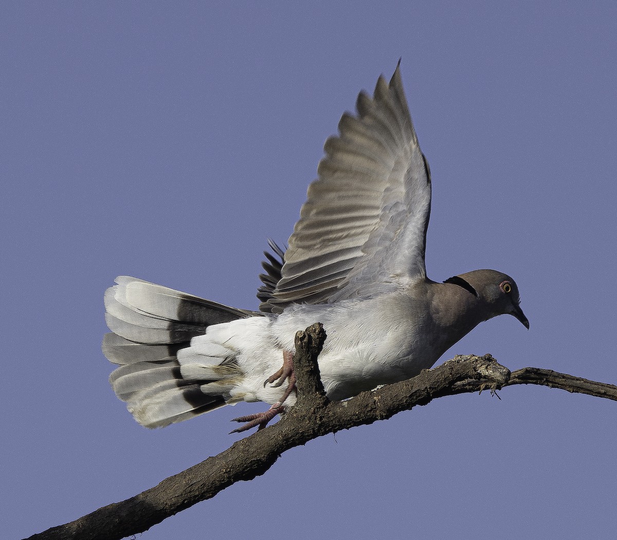 Mourning Collared-Dove - ML615337842