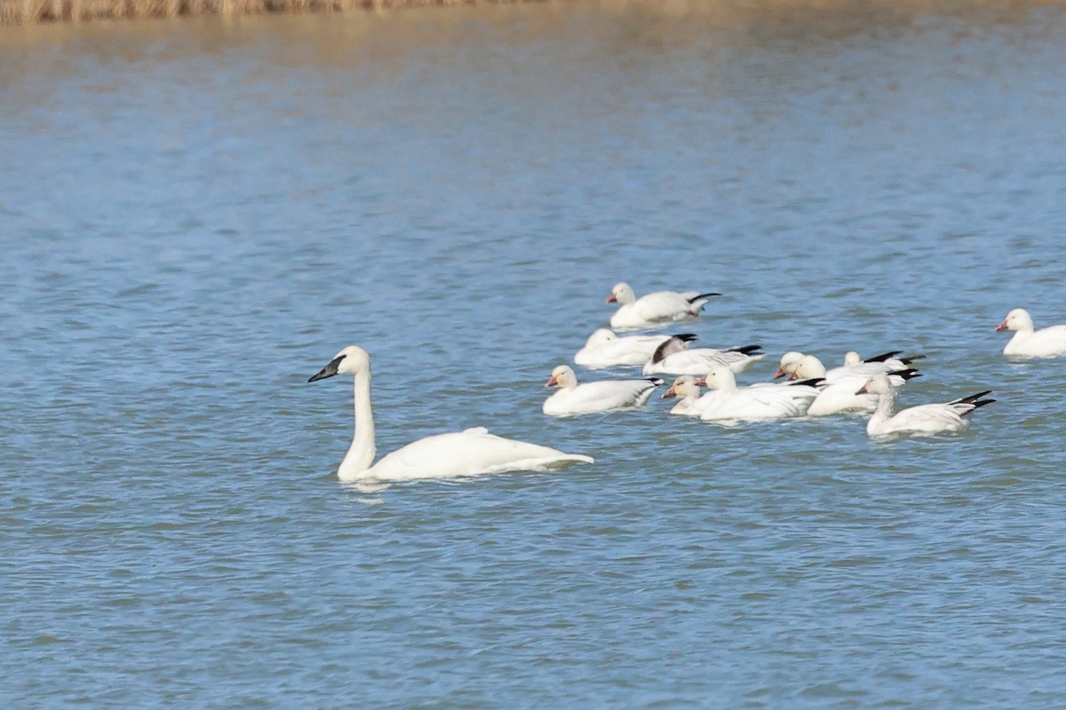 Trumpeter Swan - ML615337844