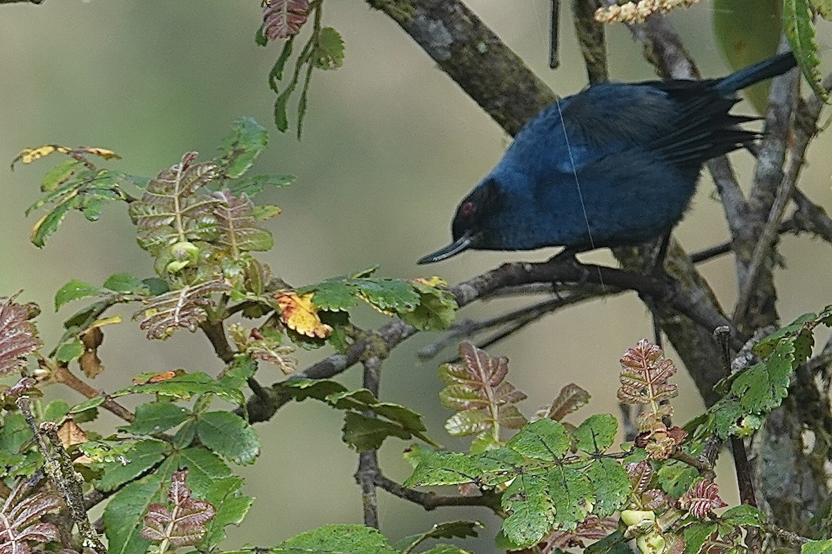 Masked Flowerpiercer - David Fraser