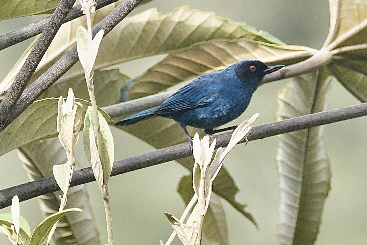 Masked Flowerpiercer - ML615337850