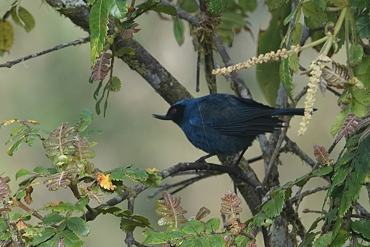 Masked Flowerpiercer - ML615337851