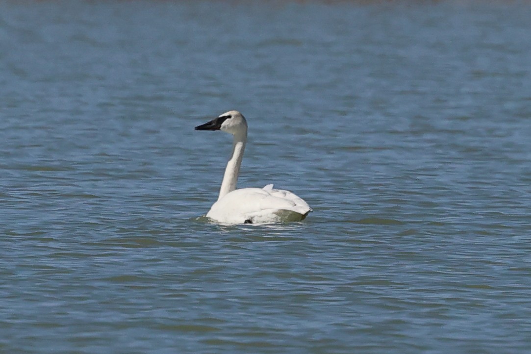 Trumpeter Swan - ML615337853