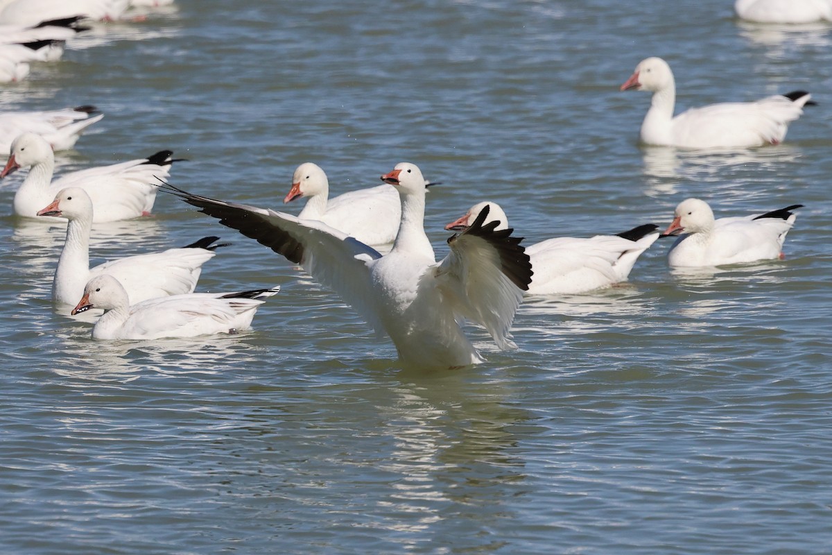 Snow Goose - ML615337861