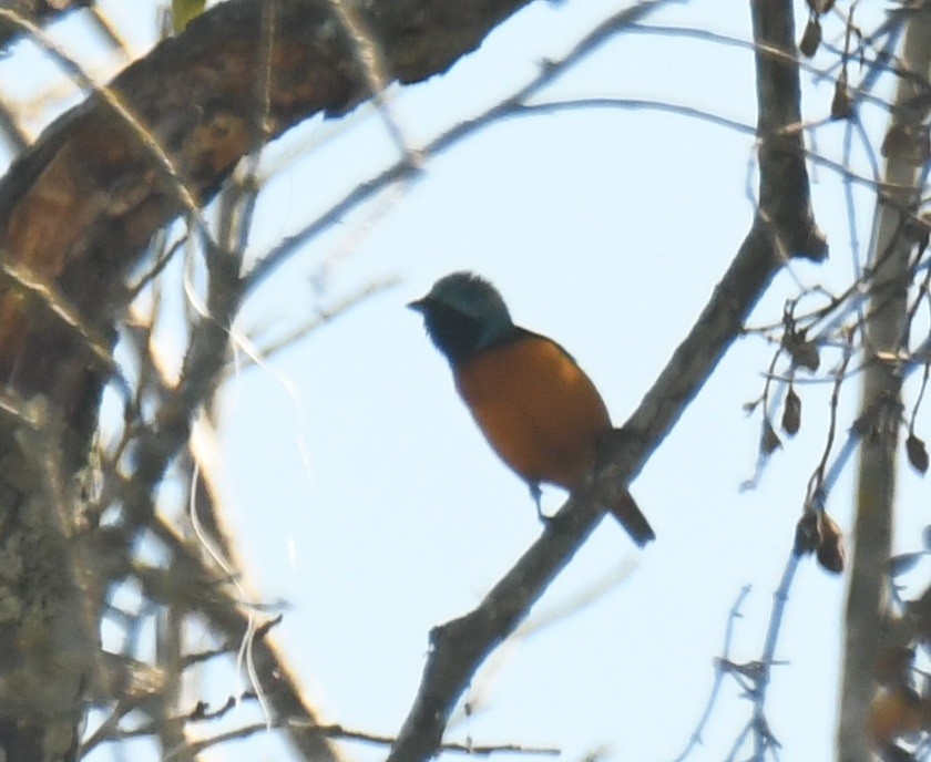 Elegant Euphonia - Leonardo Guzmán (Kingfisher Birdwatching Nuevo León)