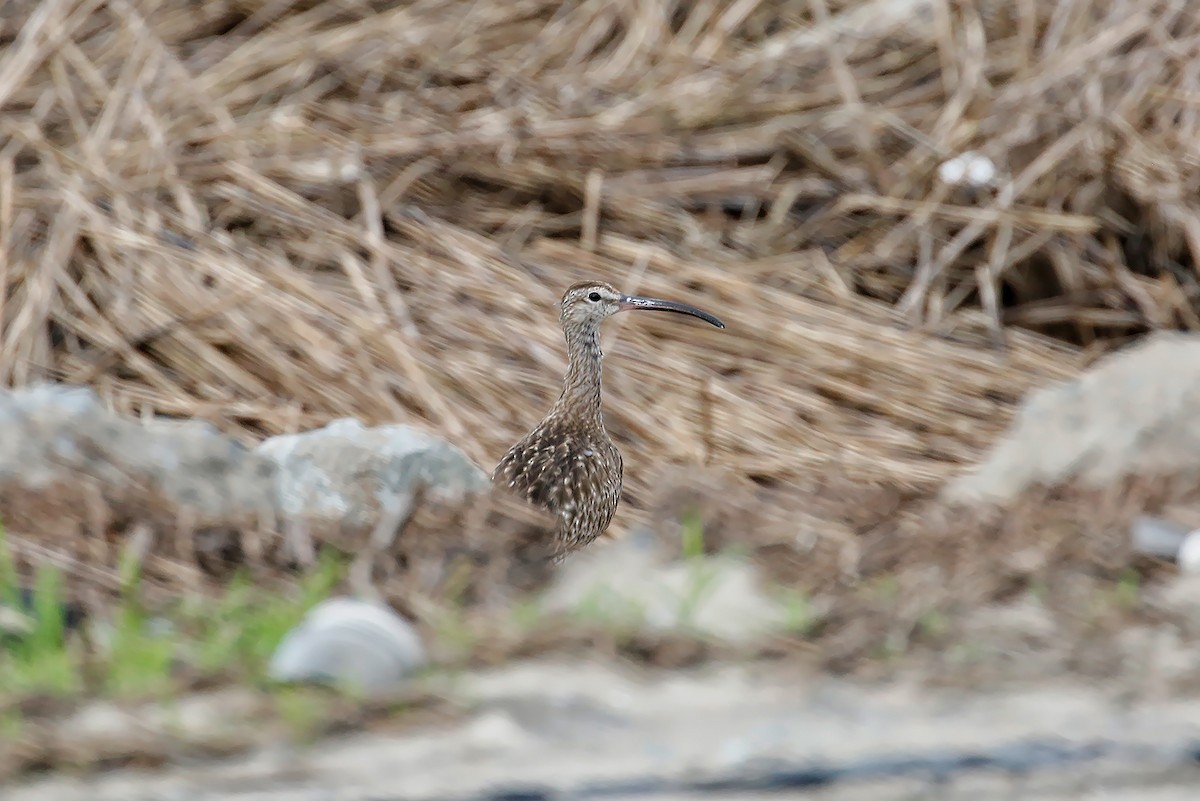 Whimbrel - ML615337935