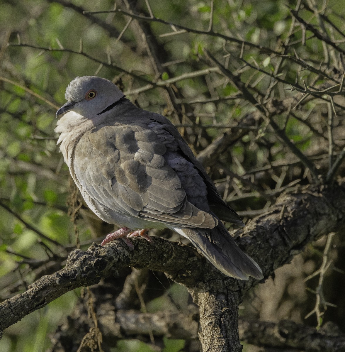 Mourning Collared-Dove - ML615338021
