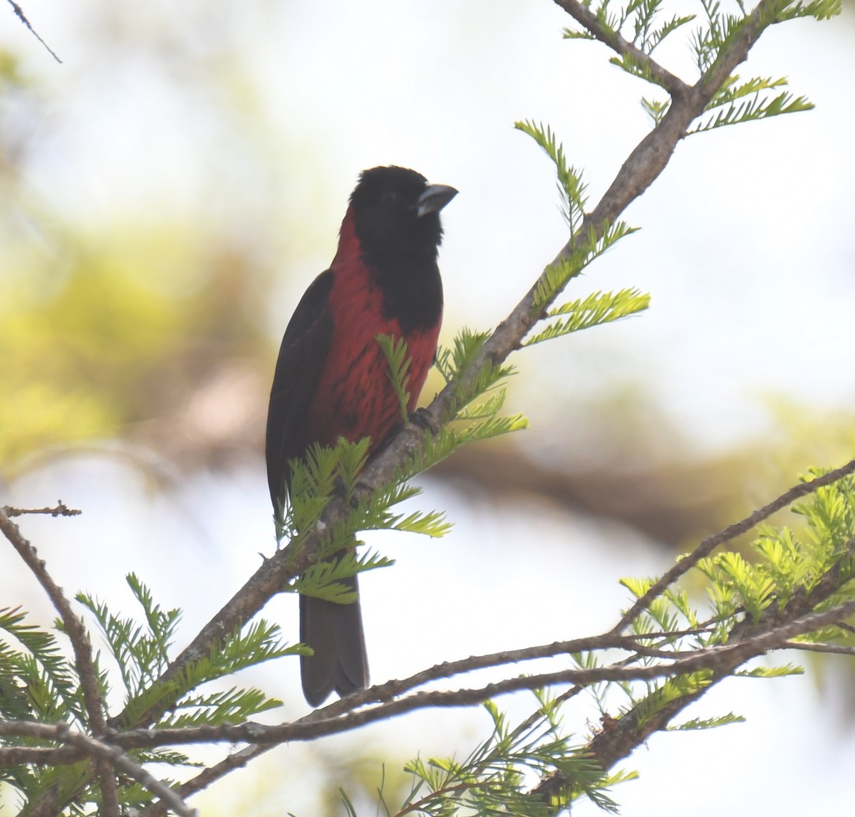 Crimson-collared Grosbeak - Leonardo Guzmán (Kingfisher Birdwatching Nuevo León)