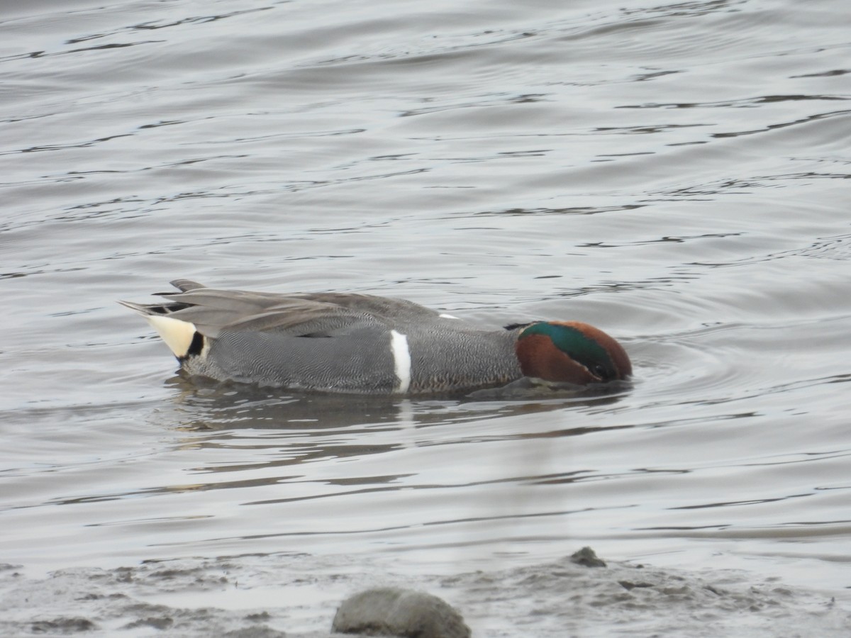 Green-winged Teal - ML615338219
