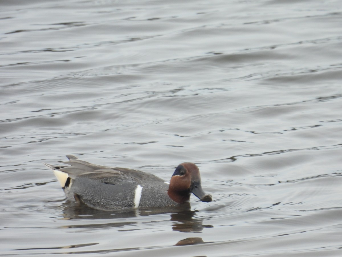 Green-winged Teal - ML615338220