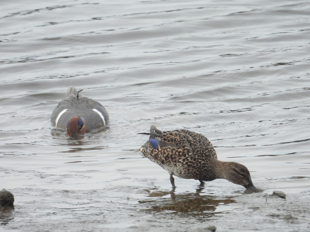 Green-winged Teal - ML615338221