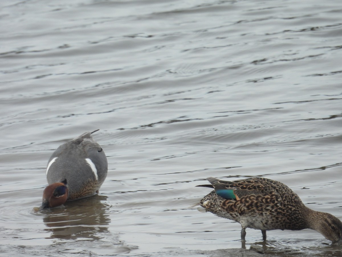 Green-winged Teal - ML615338222