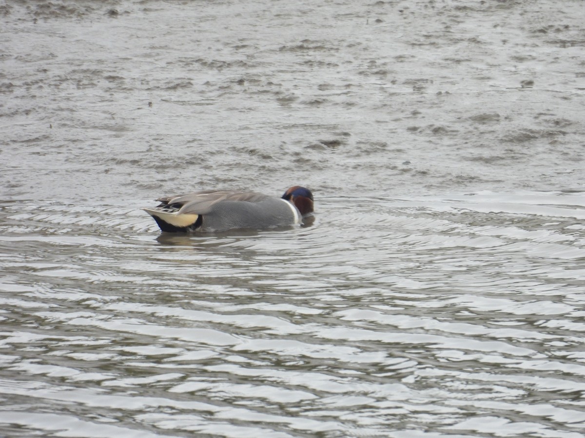 Green-winged Teal - ML615338223